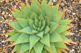 Image result for Aloe plowesii