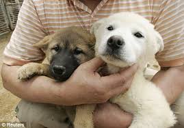 Shiba inu puppy for sale in seattle, wa, usa. South Korea Finds Something It Can T Export The Dog Its People Consider A National Treasure Daily Mail Online