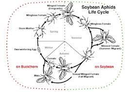 You can always download and modify the. Aphid Wikipedia