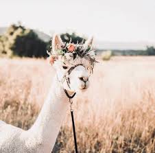 Pinterest Annalaneee Cute Animals Animals Animals Beautiful