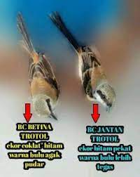 Cara Mudah Membedakan Cendet Anakan Jantan Betina Pamankicau