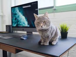 Immediately installing anydesk now allows to connect to that desk directly from the beginning. Marques Brownlee On Twitter New Desktop Accessory Thomas The Cat Cons Knocks Literally Everything Off The Desk Pros Keeps The Working Surface Clean Overall 5 10 Would Not Recommend Https T Co B4qrt9hvj4
