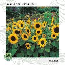 Nah nonatani akan membahas tentang cara merawat bunga matahari, bahkan dari menyebai bibit kuaci. Benih Bibit Biji Sunflower Little Leo Seeds Import Shopee Indonesia