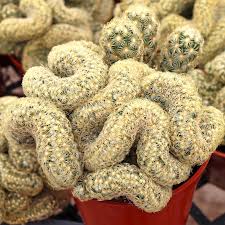 Image result for Trisetopsis elongata