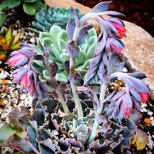 Check spelling or type a new query. Echeveria Rosea In Bloom Planting Succulents Plants Types Of Succulents