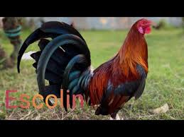 Martin Escolin Ayam Pilipin Escolin Youtube