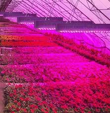 It ensures that the growers are getting the best possible features while not compromising on any aspect. Vodya Izba Spasyavane Bestva 2000w Led Grow Light Windsculpturesartworks Com