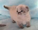 The Munchkin Cat Persian Mix (The Napoleon or Minuet ...