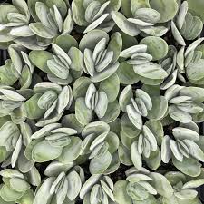 Image result for Crassula maputensis