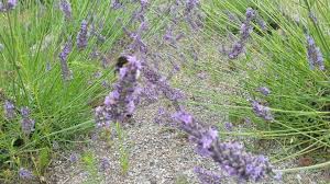 Es gibt beim lavendel einen wichtigen schnitttermin und einen weniger wichtigen. Lavendel Schneiden Nach Der Blute Im Sommer Parzelle94 De