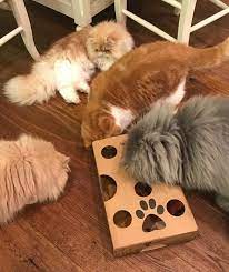 We did not find results for: 17 Puzzles On Amazon That Actually Challenge Cats