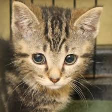 Richmond SPCA Blog: Dogs