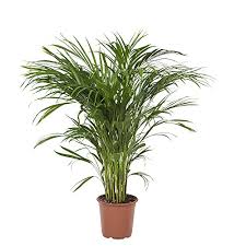 Per questo, nella piccola selezione di piante cosiddette da interno che coltiviamo, abbiamo scelto quelle che si a foglia grigia. Secretgiardino Com Acero Giapponese Arancio Dorato Orange Dream Con Foglie Palmate Utensili Per Il Giardinaggio Giardino E Giardinaggio Bepco Ee