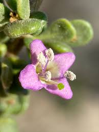 Image result for Lycium mascarenense