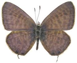 Image result for Indigofera subargentea