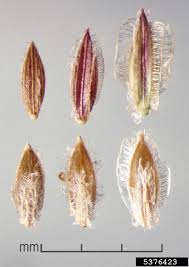 Image result for Digitaria velutina