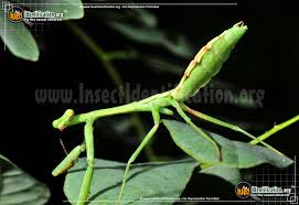 Praying Mantis