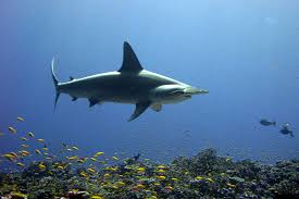 While other sharks like tigers sharks and great white sharks also attack humans and are better known in popular fiction, statistics show that bull sharks bull sharks regularly attack swimmers in the inlets of sydney harbor. 12 Shark Facts That May Surprise You Noaa Fisheries