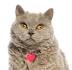 Available Selkirk Rex Kittens For Sale & Cats For Adoption
