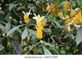 Image result for Justicia tenella