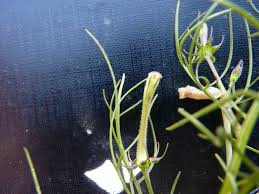 Image result for Rhamphicarpa