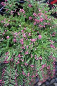 Image result for Grevillea