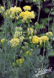 Image result for Satyrium flavum