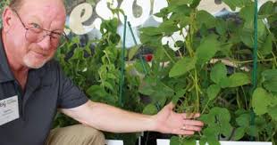 Soybean crops all start with a single plant