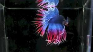 What a speedcuber sees when he solves the rubik's cube. Seleccion Bettas Crowntail Thai Flag Youtube