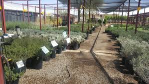 How tall are the cactus in el paso? Eastside Discount Nursery Plant Nursery In El Paso