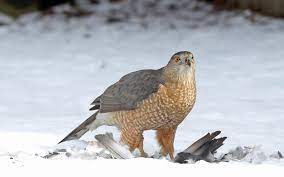 Goshawks and sparrowhawks are examples. Cooper S Hawk Audubon Field Guide