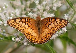Fritillary is also the name of a flower with an interesting checkered pattern; Variegated Fritillary Alabama Butterfly Atlas