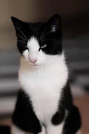 Beautiful Black And White Cat Pictures Oooooooo Photogenicfelines Sarahxjanex Pretty Cats Beautiful Cats Crazy Cats