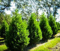 It usually starts on the lower branches. Pruning Leyland Cypress Trees The Tree Center