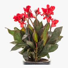 Maybe you would like to learn more about one of these? Canna Indica Red Indian Shot African Arrowroot Edible Canna Leone Arrowroot Hala Plants Uae Biggest Online Retailer Of Plants