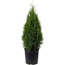 Some people choose to limb up the branches to make the trunk more visible. Flowerwood Outdoor Emerald Green Arborvitae Evergreen Shrub 2 5 Qt Walmart Com Walmart Com