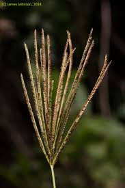 Image result for Eustachys