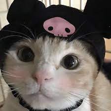 All Of The Weirdest Animal Cafes In Seoul Dewildesalhab武士 Cute Cats Cat Aesthetic Baby Cats