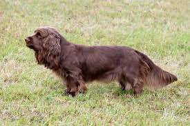 10 Rare And Extraordinary Dog Breeds Spaniel Breeds Unusual Dog Breeds Best Dog Toys