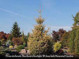 As a guitar soundboard, or top, sitka spruce is the tonewood standard of the modern era. Picea Sitchensis Bentham S Sunlight