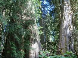 Another is called thujic acidic substance to ensure. Rethinking Old Growth Forests Using Lichens As An Indicator Of Conservation Value