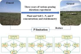 Image result for Polygala melilotoides