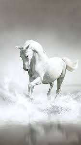 Black And White Horse Images Hd Iphone 5 Wallpaper Horses Horse Wallpaper White Arabian Horse