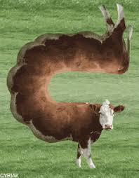 Esher S Cow By Cyriak Cows Funny Animal Gifs Animals