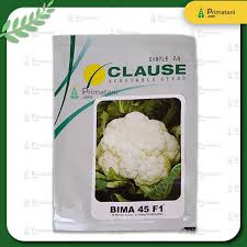 Sayur kubis kubis merah kubis bunga tanaman kubis kubis bulat sayur kobis daun kubis kol kubis gambar gambar cabbage gambar sayuran bayam. Kubis Bunga Bima 45 F1