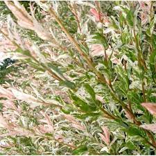Our pot grown flamingo willow trees can be planted at any time of the year. Salix Integra Hakuro Nishiki Dwarf Flamingo Willow Trees