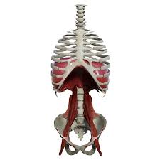 3d Model Diaphragm Muscles Muscle Anatomy Body Anatomy Human Anatomy