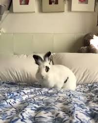 Free Shipping 20 Off Rabbit Gifts Treats Rabbits Video Cute Baby Animals Rabbit Jumping Animals