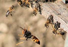 Frelon Asiatique Lutons Des Mars Individuellement Contre Ce Fleau Le Monde De Marie Frelon Asiatique Frelon Apiculture
