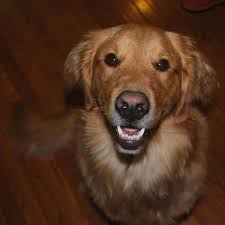 We stress the need for preventative care and. Veterinarian In Alameda Vet Near You Marina Veterinary Integrative Care